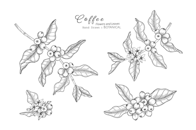 Vector coffee flower and leaf hand drawn botanical illustration with line art.