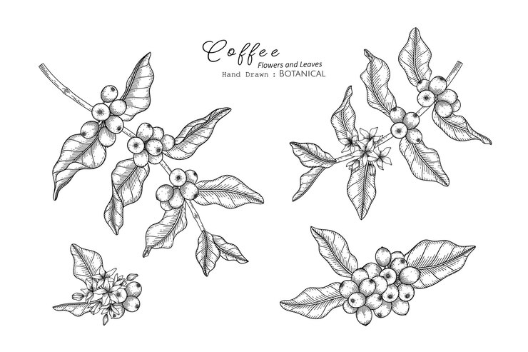Vector coffee flower and leaf hand drawn botanical illustration with line art.