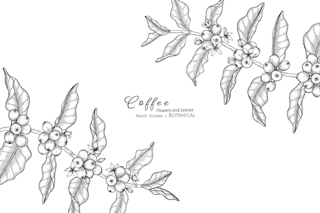 Vettore illustrazione botanica disegnata a mano di fiori e foglie di caffè con line art.