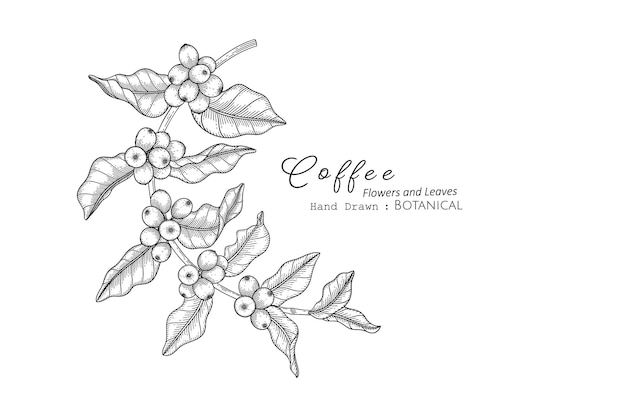 Vettore illustrazione botanica disegnata a mano di fiori e foglie di caffè con line art.