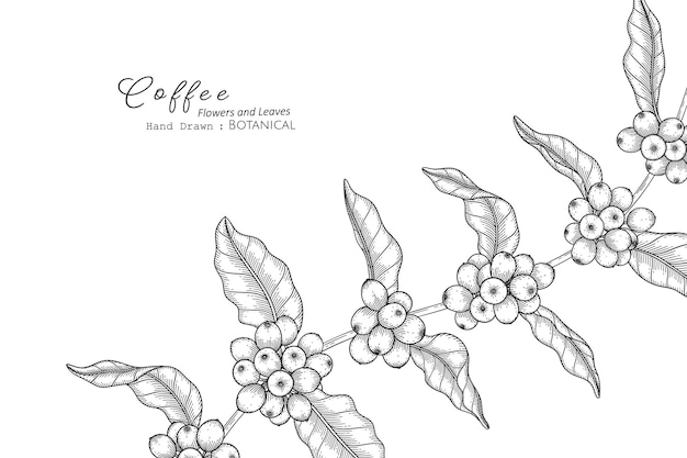 Illustrazione botanica disegnata a mano di fiori e foglie di caffè con line art.