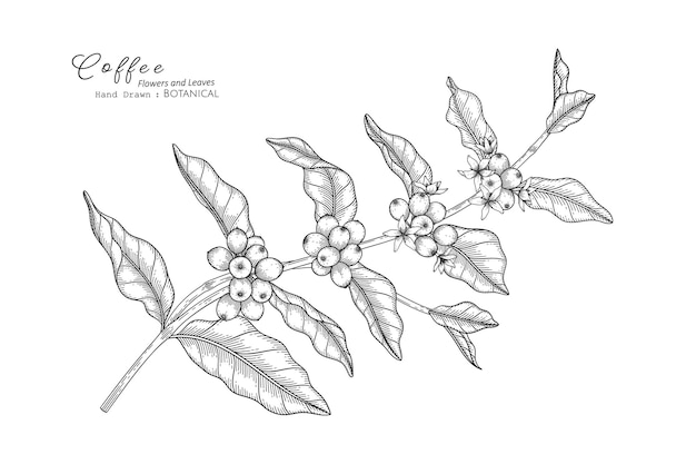 Illustrazione botanica disegnata a mano di fiori e foglie di caffè con line art.