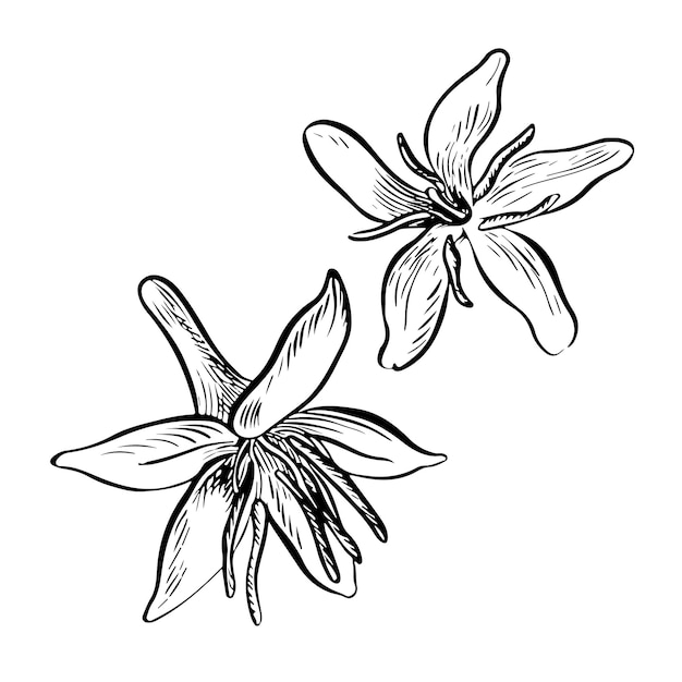 Vector coffee flowers vector black and white graphics illustration