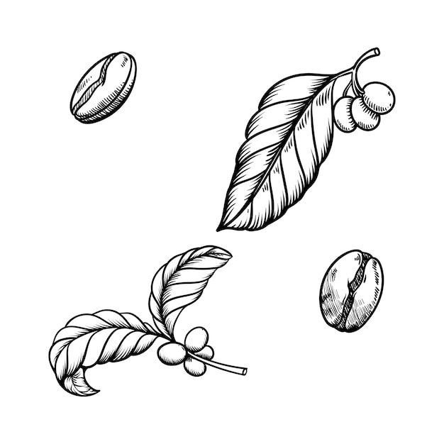 Vector coffee leaf vintage illustration hand drawn