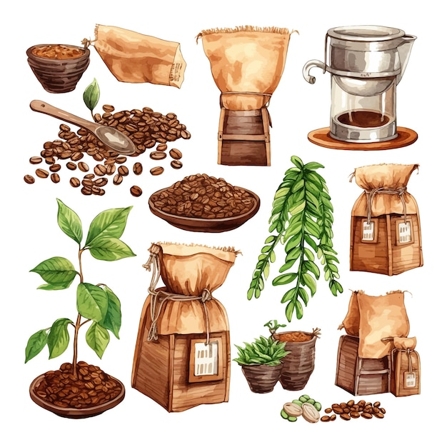Coffee plant and beans production watercolor illustrations set