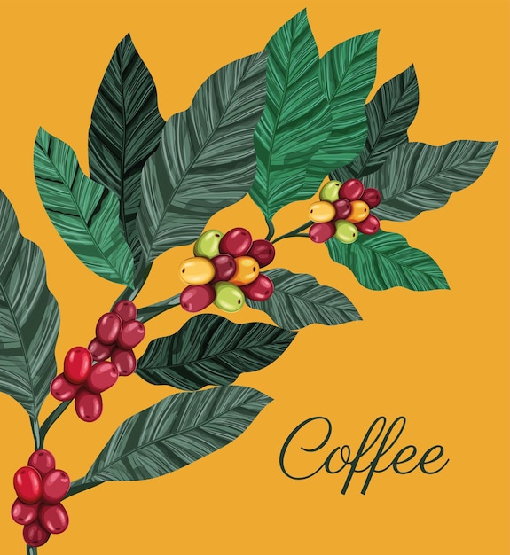 Vettore cartello della pianta del caffè