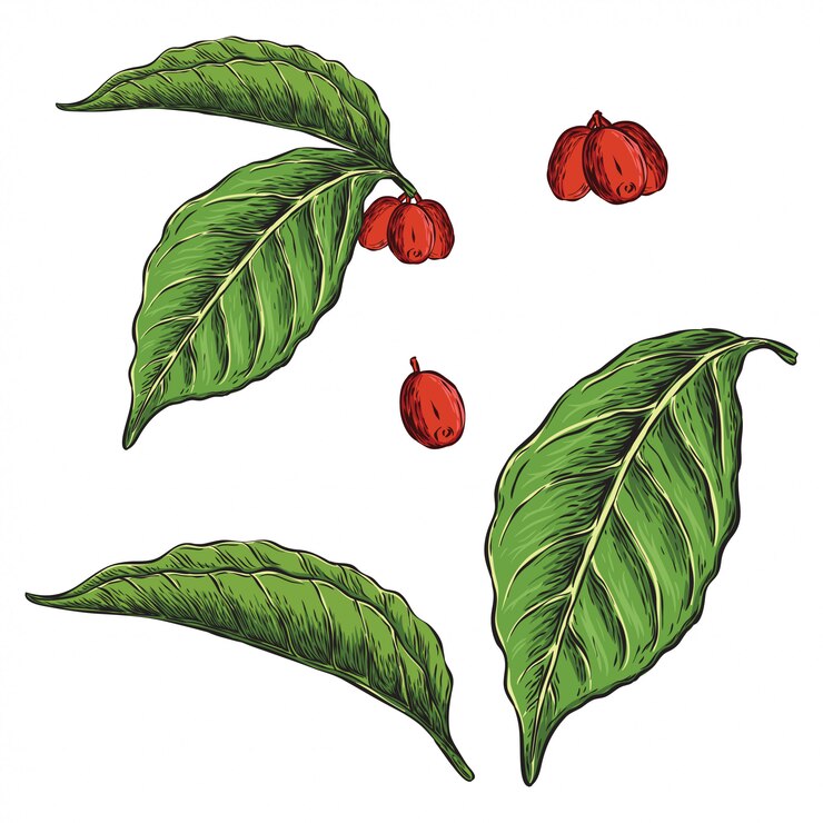 Vector coffee plant leaf hand drawn illustration