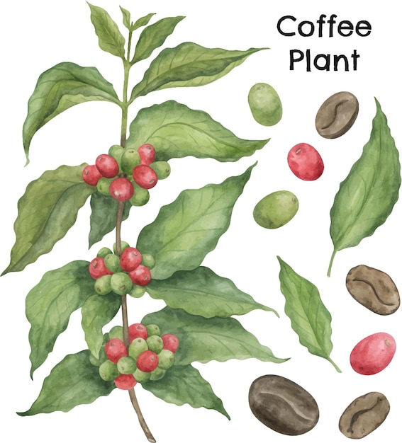 Vector coffee plant with green leaves and green and red fruits watercol