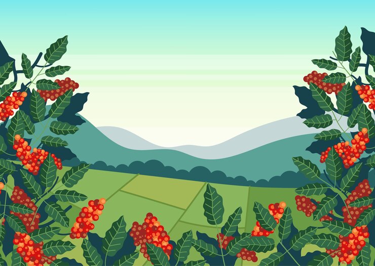 Vector coffee plantation field production illustration