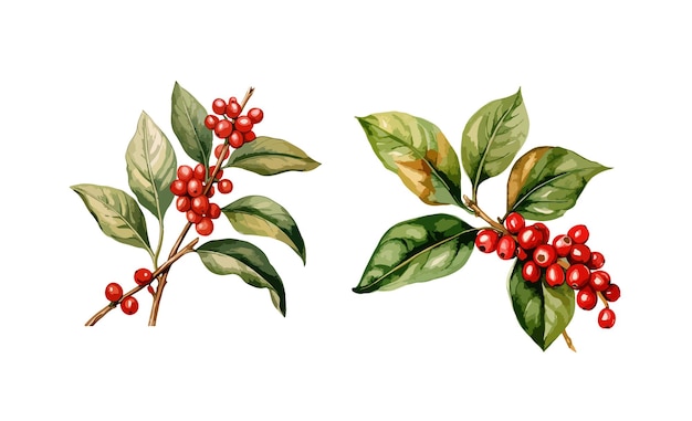 Coffee plants clipart isolated vector illustration