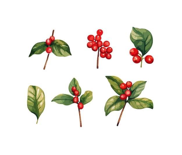 Coffee plants clipart isolated vector illustration