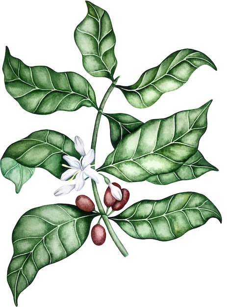 ベクトル 花と豆のベクトルとコーヒーの木の枝