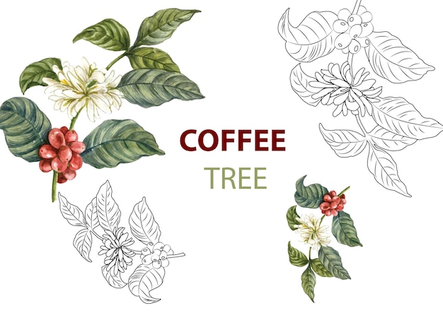 Vector coffee tree drawing