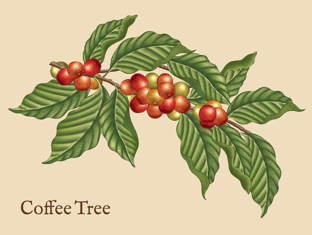 Vector coffee tree elements, retro coffee plants in etching shading style with color