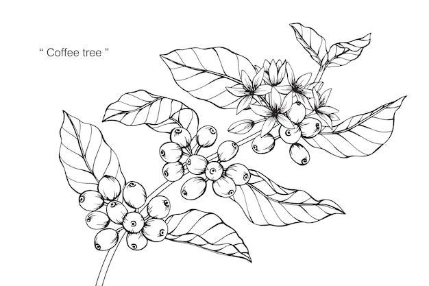 Coffee tree flower drawing illustration