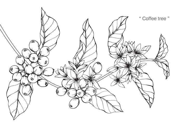 Vector coffee tree 