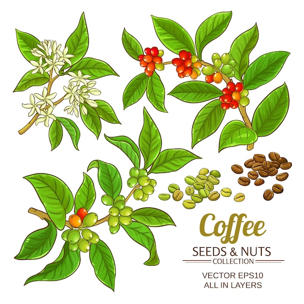 Coffee vector set