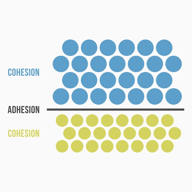 Cohesion and Adhesion