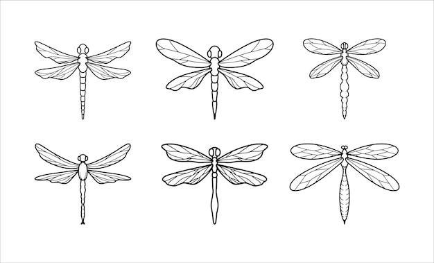Vector colection of insect dragonflies outline illustrations