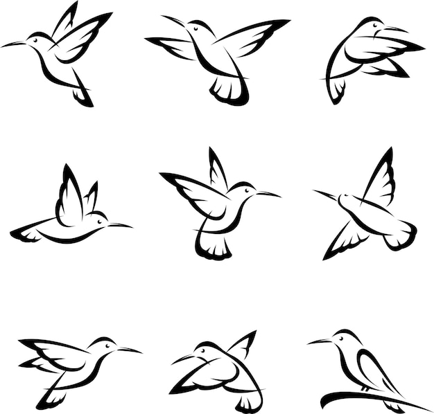 Colibri set vector