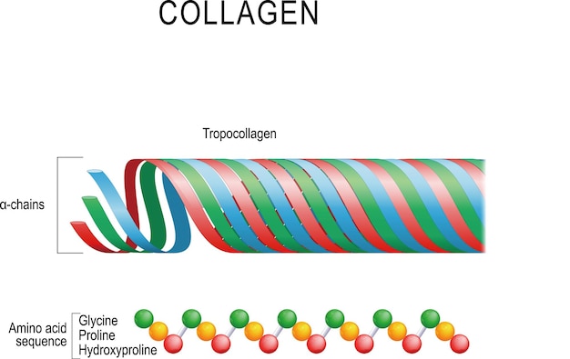 Vector collageen moleculaire structuur drie polypeptiden spiraal om tropocollageen te vormen