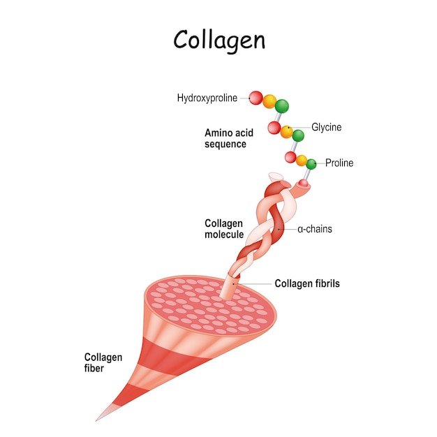 コラゲンの解剖学 コラゲン維の構造 維と分子から鎖とアミノ酸まで