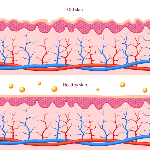 Collagen human skin effect