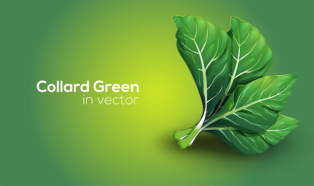 Collard Greens Vector Art