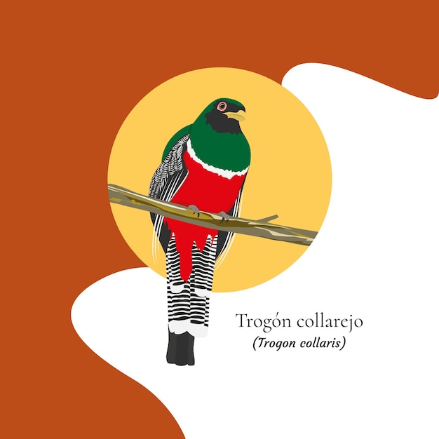 中央および南アメリカからの襟付き Trogon 鳥熱帯鳥