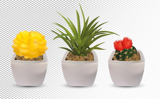 Collectie 3D-realistische cactus met bloem.