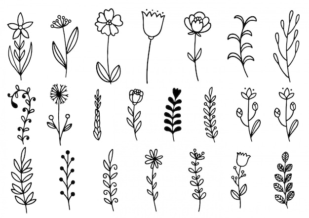Collectie bosvaren eucalyptus kunst gebladerte natuurlijke bladeren kruiden in lijnstijl. Decoratieve schoonheid elegante illustratie voor ontwerp hand getekende bloem