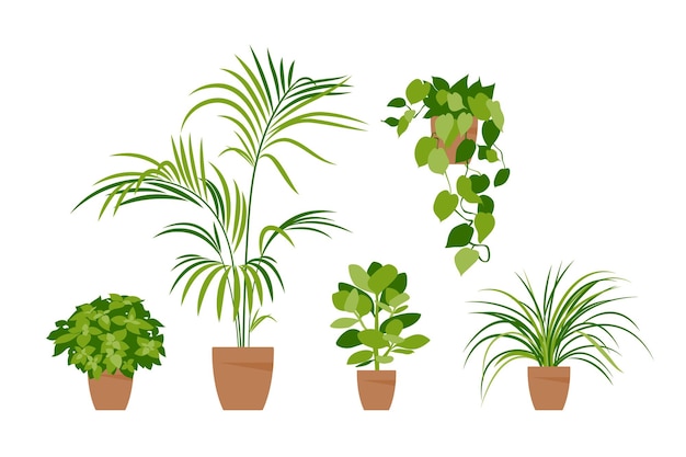 Vector collectie huisplanten. potplanten geïsoleerd op wit. vector set groene planten. trendy woondecoratie met kamerplanten, plantenbakken, tropische bladeren. vlak.