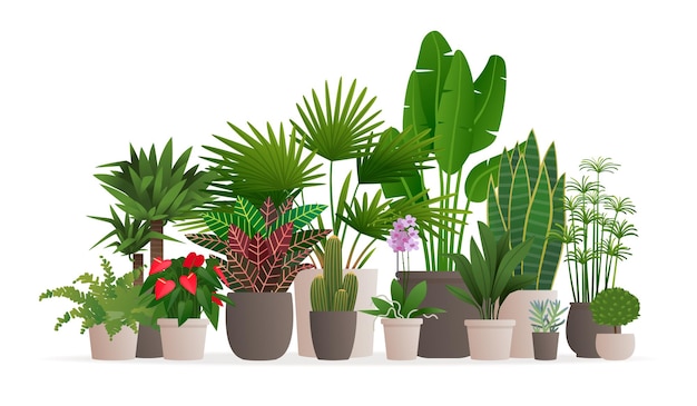 Vector collectie kamerplanten. potplanten op wit