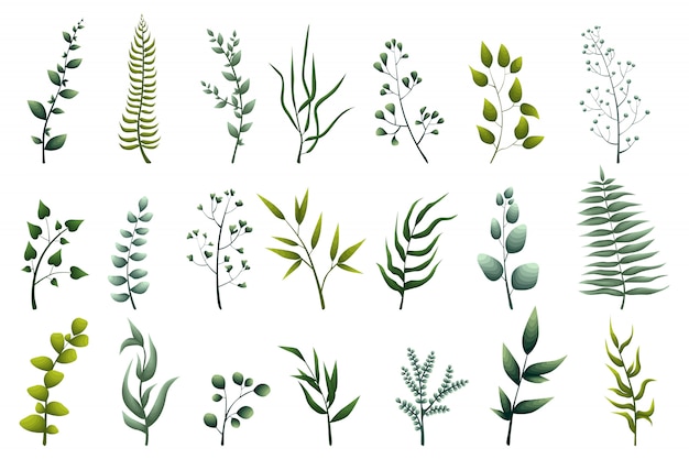 Collectie van groene bladplanten, boskruiden, tropische bladeren