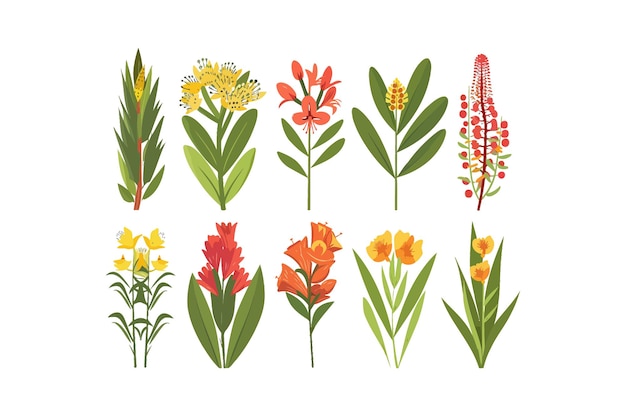 Collectie van kleurrijke Wildbloem Vector illustratieontwerp
