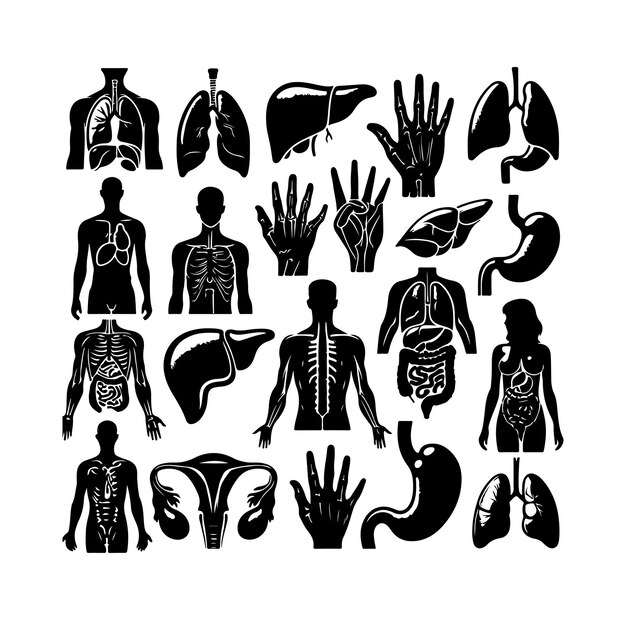 Vector collectie van menselijke organen silhouet interne geïsoleerde organen set vector plat grafisch ontwerp