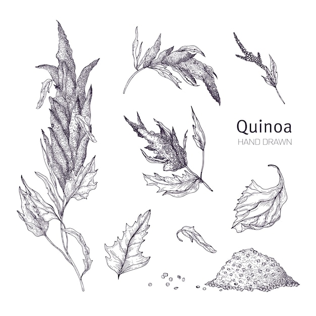 Collectie van quinoa bloeiende planten, bladeren en zaden hand getekend met zwarte contourlijnen op witte achtergrond. Reeks tekeningen van gecultiveerde graangewassen voor gezonde voeding. vector illustratie