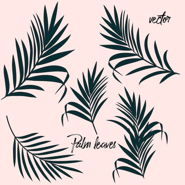 Collectie van vector palmblaadjes silhouetten voor ontwerp
