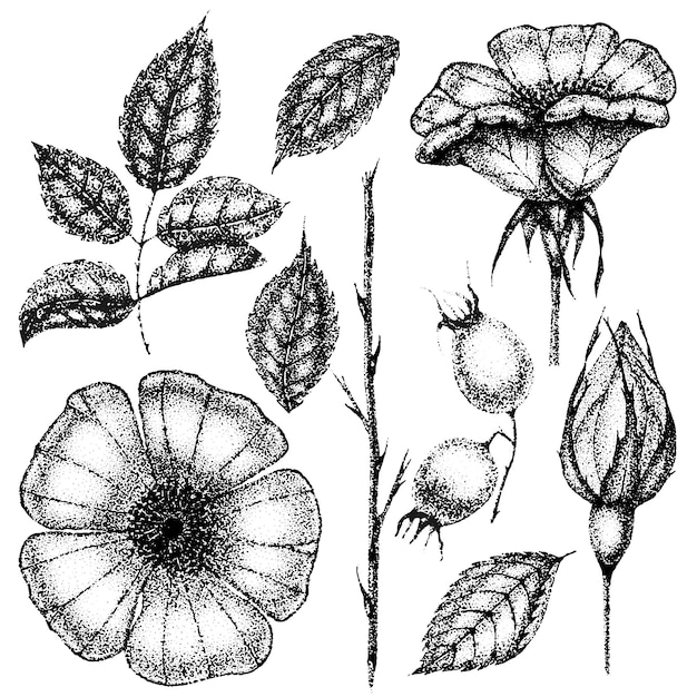 Vector collectie van vintage bloemen bladeren en bessen van wilde roos roos heup met de hand getekende schetsen pointillisme stijl