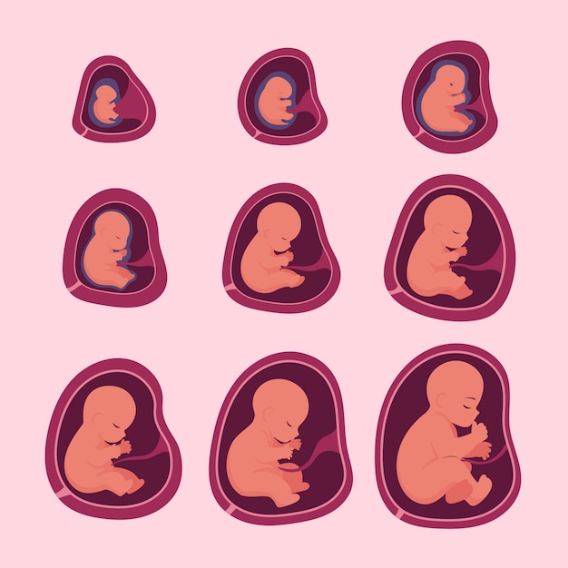 Vector collectie voor creatieve ontwikkeling van de foetus