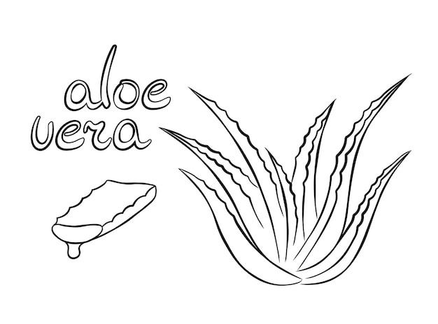 Collection of aloe vera medicinal plant and succulent stem cut. Hand drawn plant in sketch style.