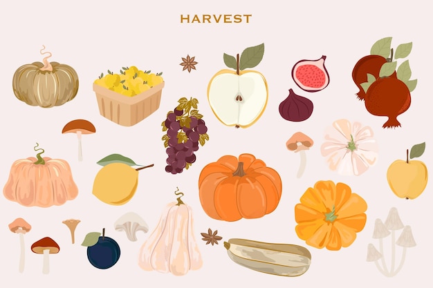 Collection of autumn harvest