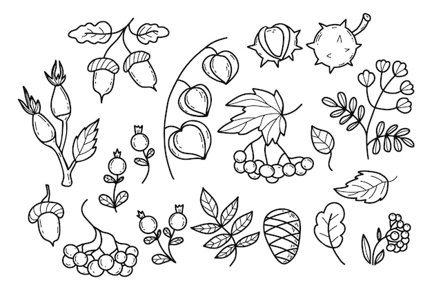 Collection autumn leaves berries seasonal forest fruits and plant Outline hand drawing doodle