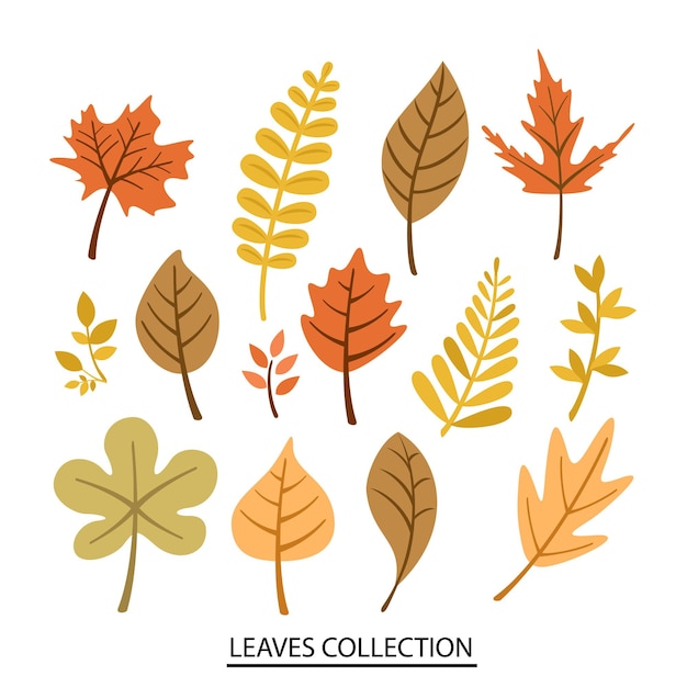 a collection of autumn leaves and leaves from the collection
