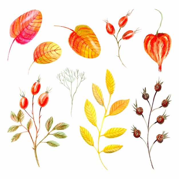 Vector collection of autumnal leaves and berries