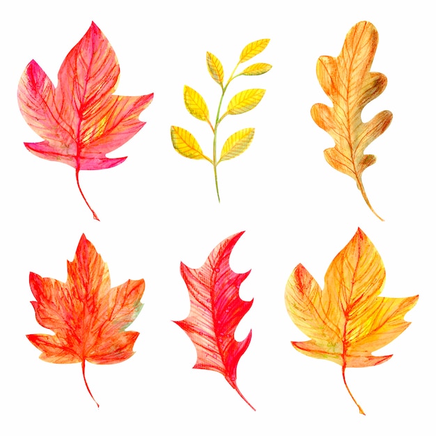 Vector collection of autumnal  leaves.