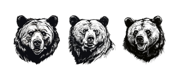 Collection of Bear head hand drawn sketch vector illustration