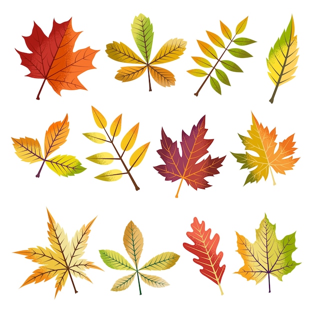 Vector collection of beautiful autumn leaves set.