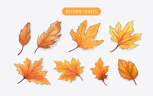 Collection beautiful colorful autumn leaves isolated on white background