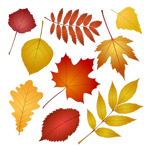 Vector collection beautiful colourful autumn leaves  on white background.  illustration